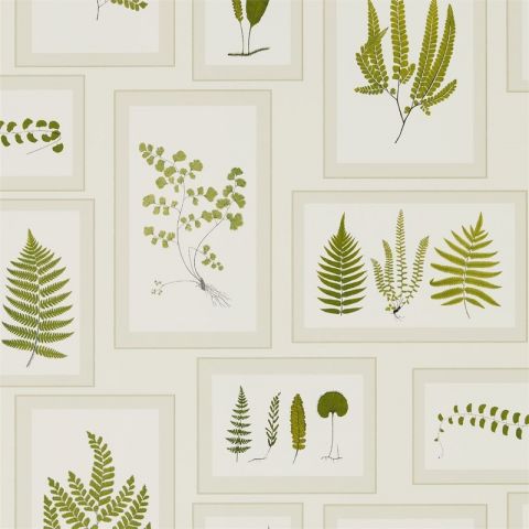 Sanderson Woodland Walk - Fern Gallery Ivory/Green 215712