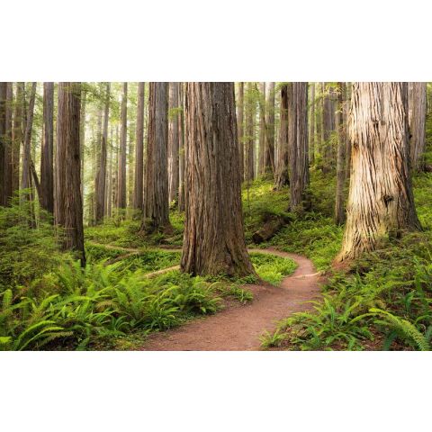 Komar Wanderlust - Redwood Trail SHX9-077
